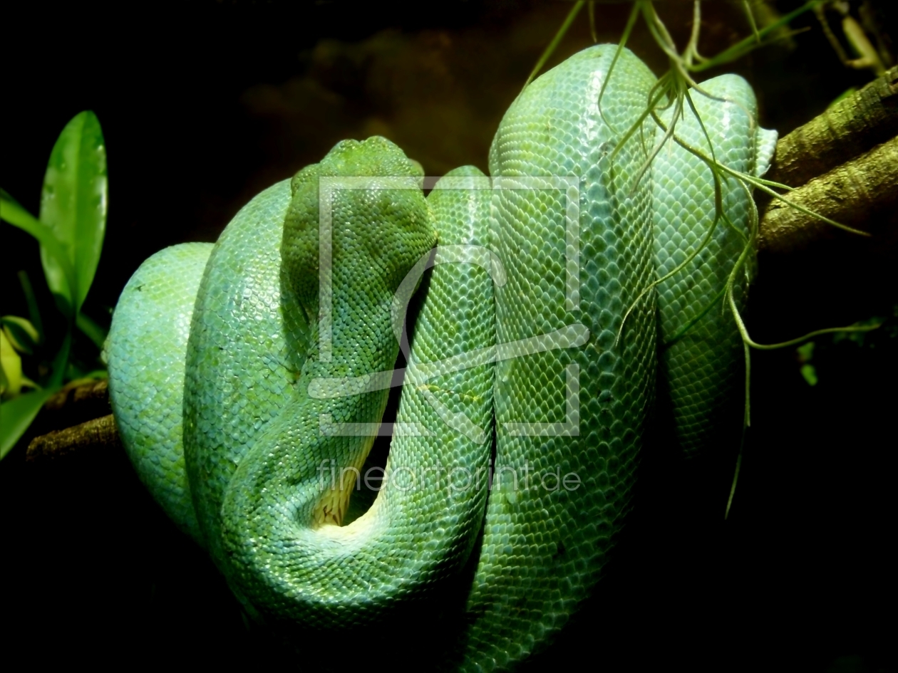 Bild-Nr.: 10215443 Grüne Python  erstellt von Heike  Hultsch