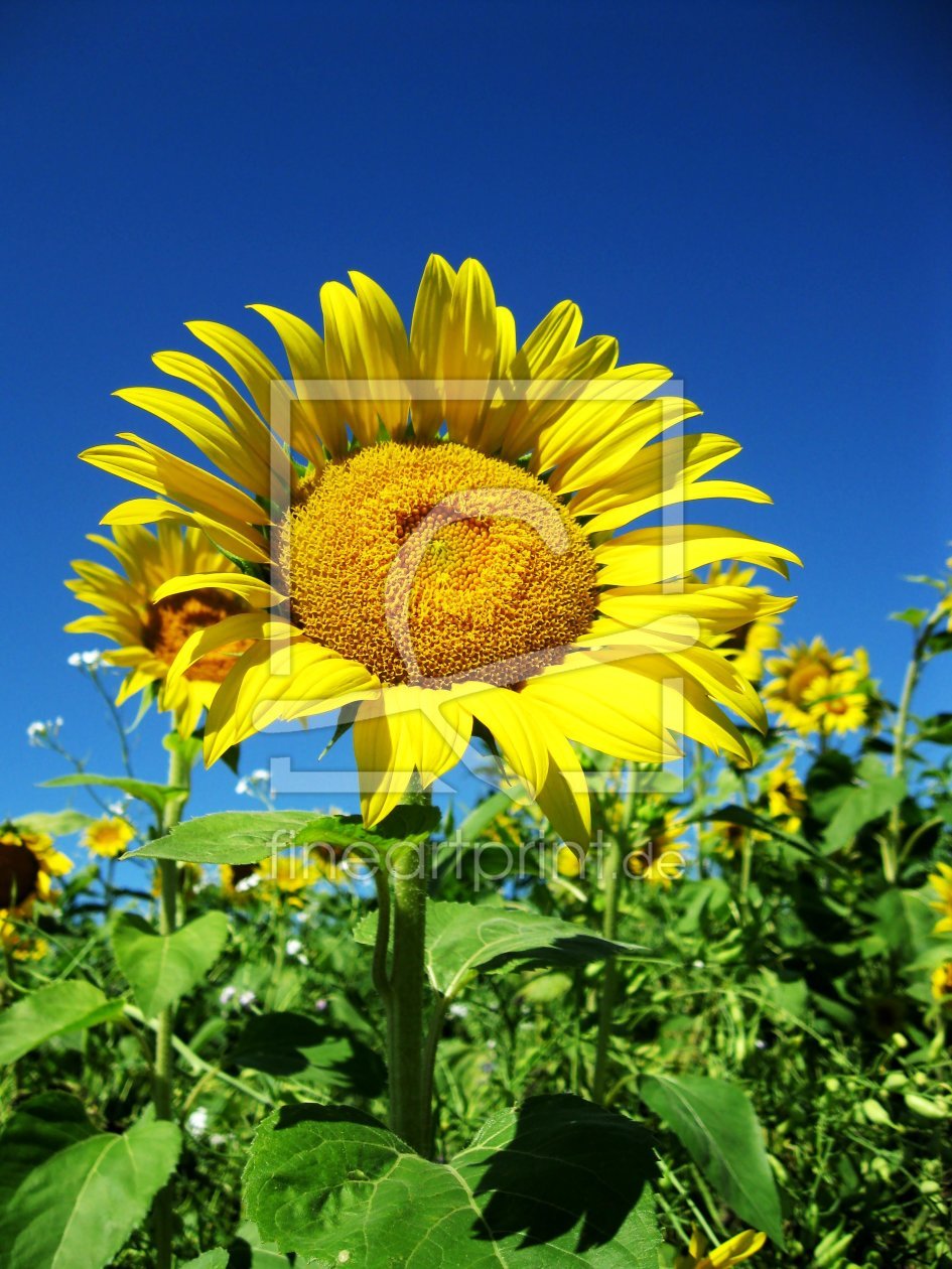 Bild-Nr.: 10215839 Sommer erstellt von M.A. Ziehr