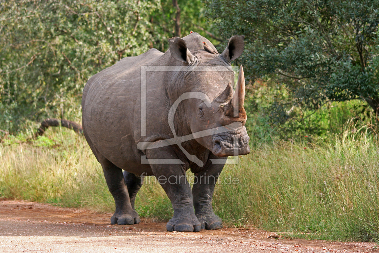 Bild-Nr.: 10215881 Nashorn erstellt von Manuel Schulz