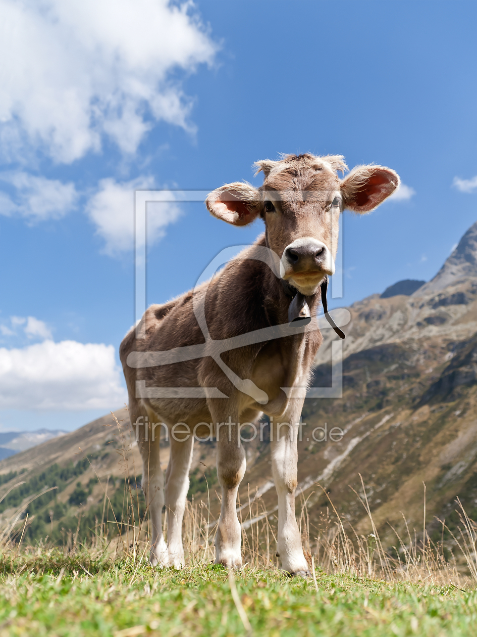 Bild-Nr.: 10216433 Kalb auf der Alm in den Alpen erstellt von fotos4fun