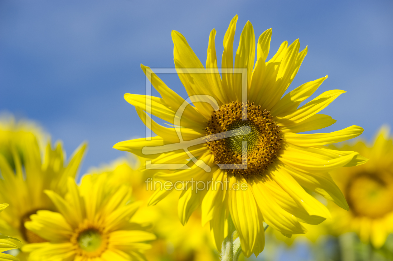 Bild-Nr.: 10217839 die Farben des Sommers erstellt von danielschoenen