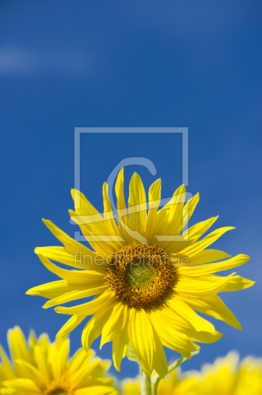 Bild-Nr.: 10217841 blaugelber Sommer erstellt von danielschoenen