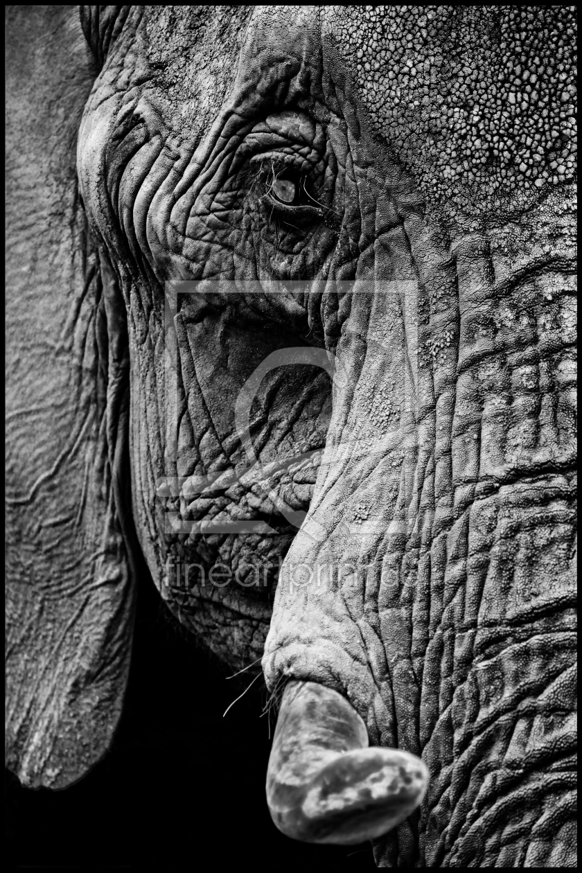 Bild-Nr.: 10219507 big elephant erstellt von David-K--Photography