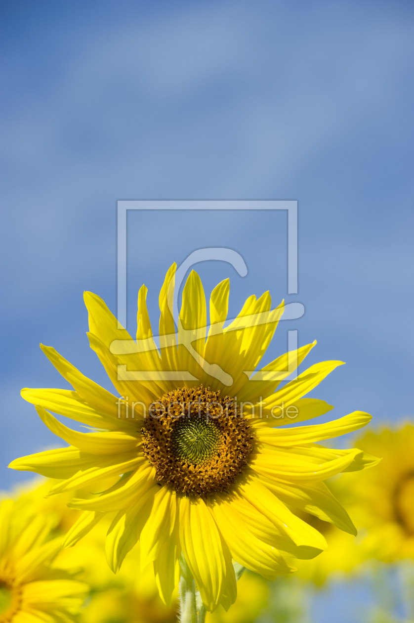 Bild-Nr.: 10219925 Sonnenblumen erstellt von danielschoenen