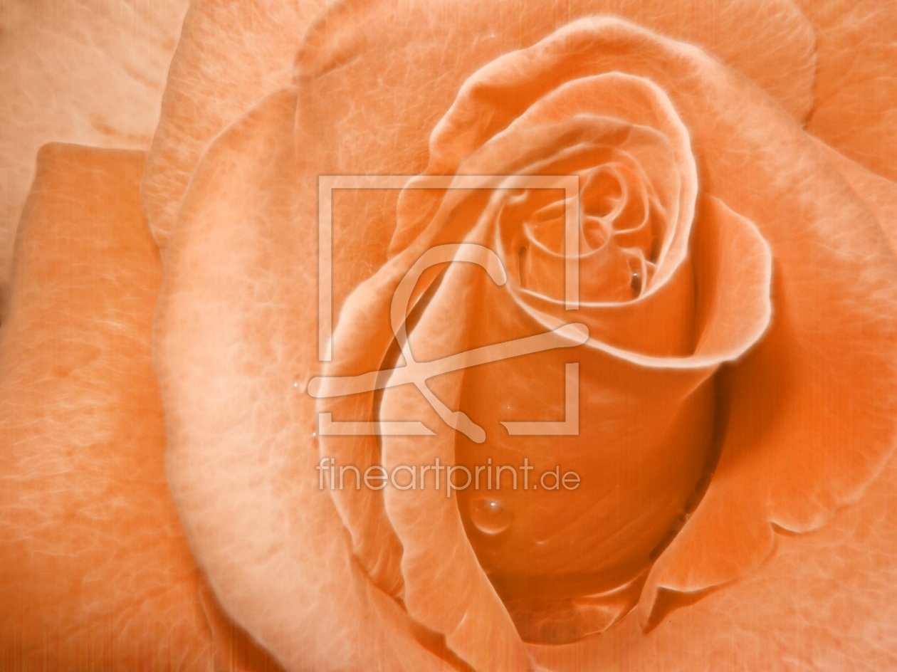 Bild-Nr.: 10221395 ROSE erstellt von Galerie-Fotoeffekt