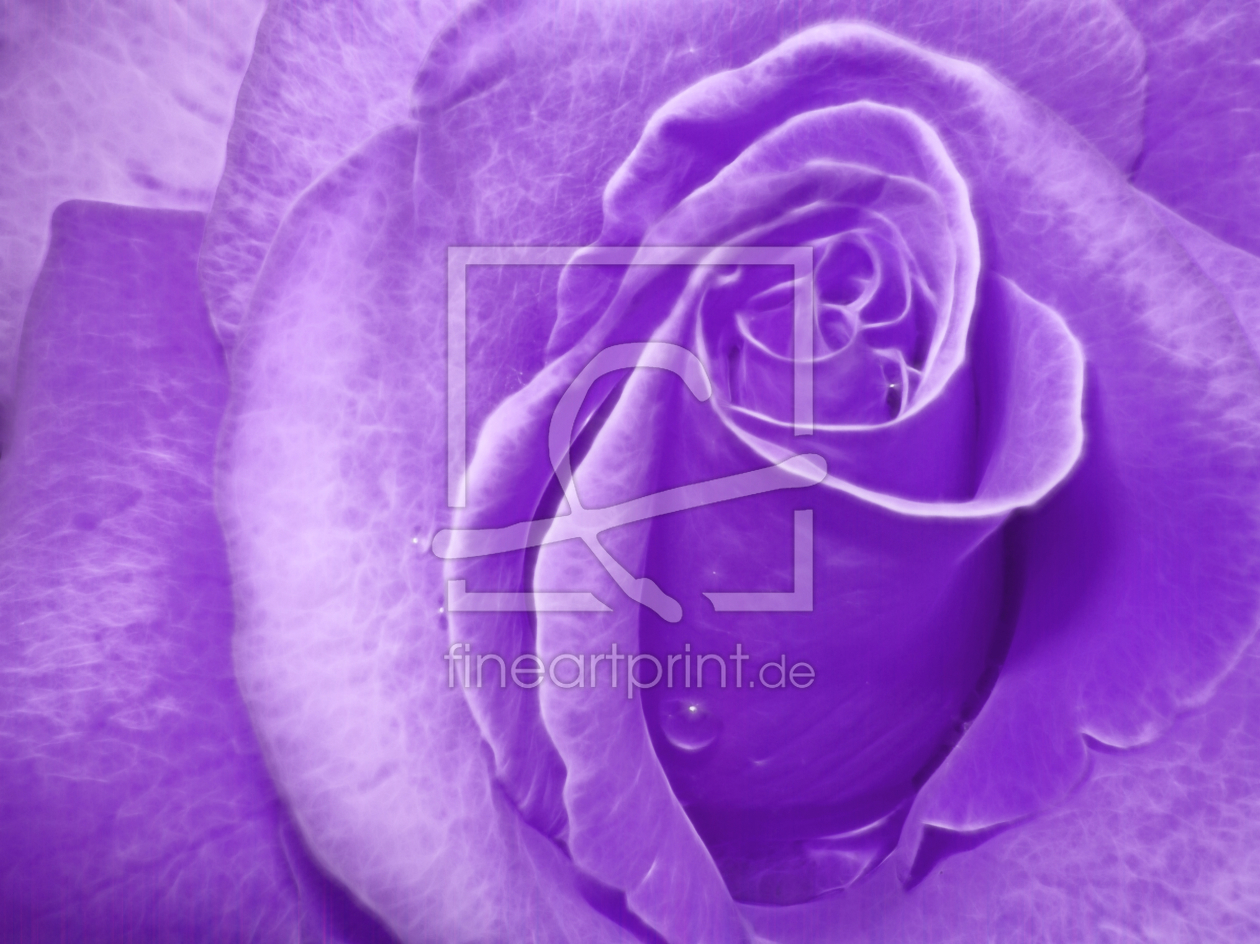 Bild-Nr.: 10221401 ROSE erstellt von Galerie-Fotoeffekt