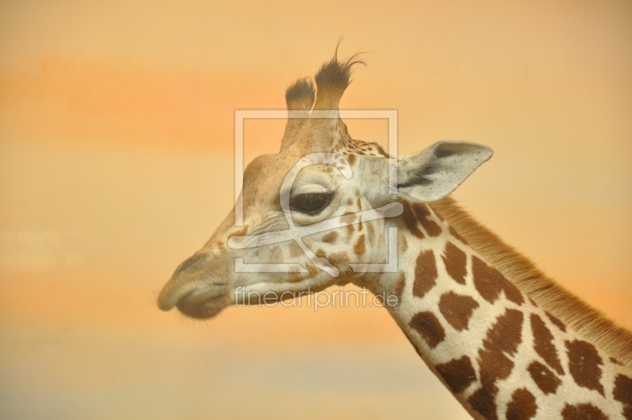 Bild-Nr.: 10221925 Giraffe erstellt von VHPhotography