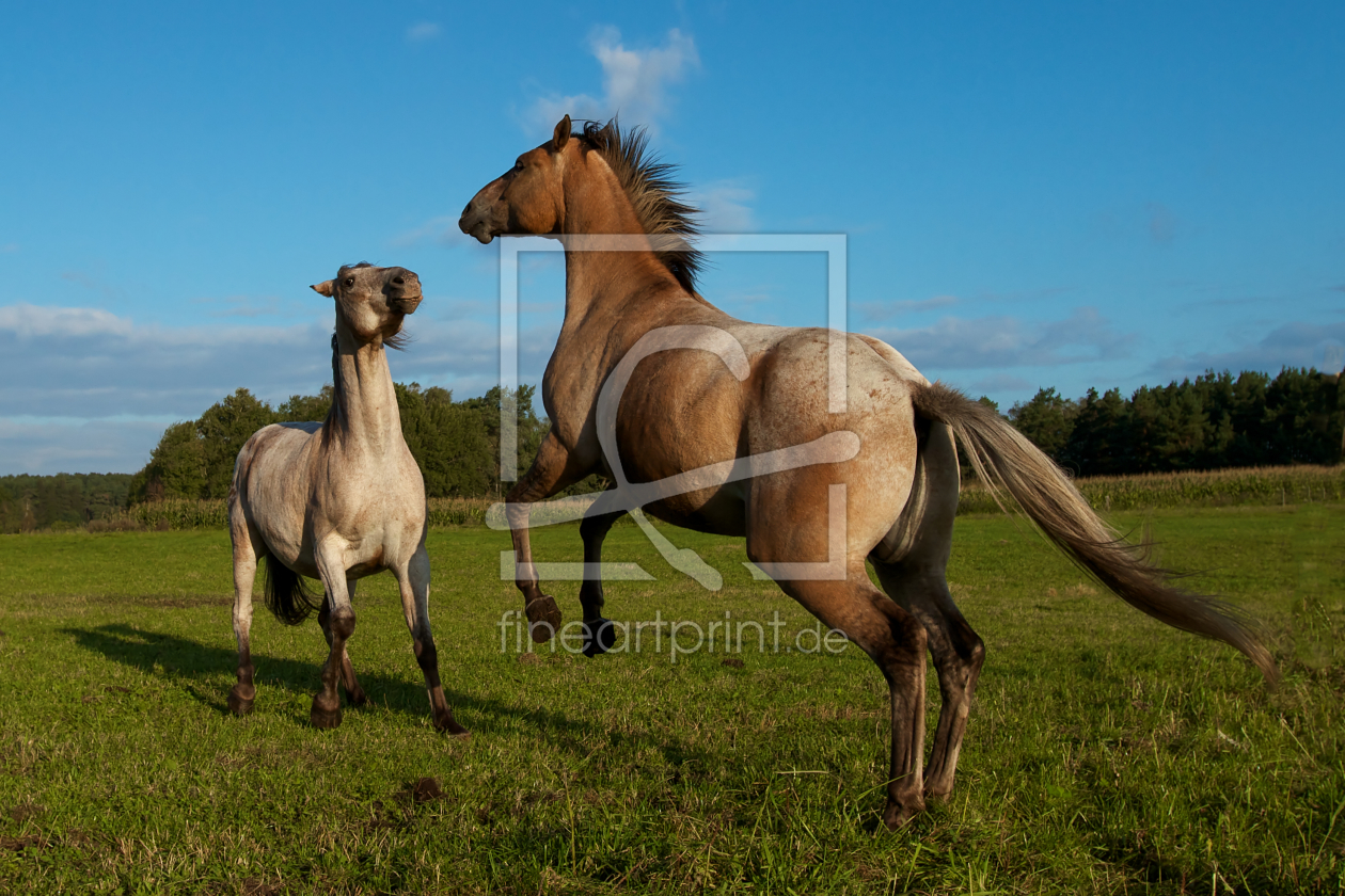 Bild-Nr.: 10222063 wild erstellt von Jens Kalanke