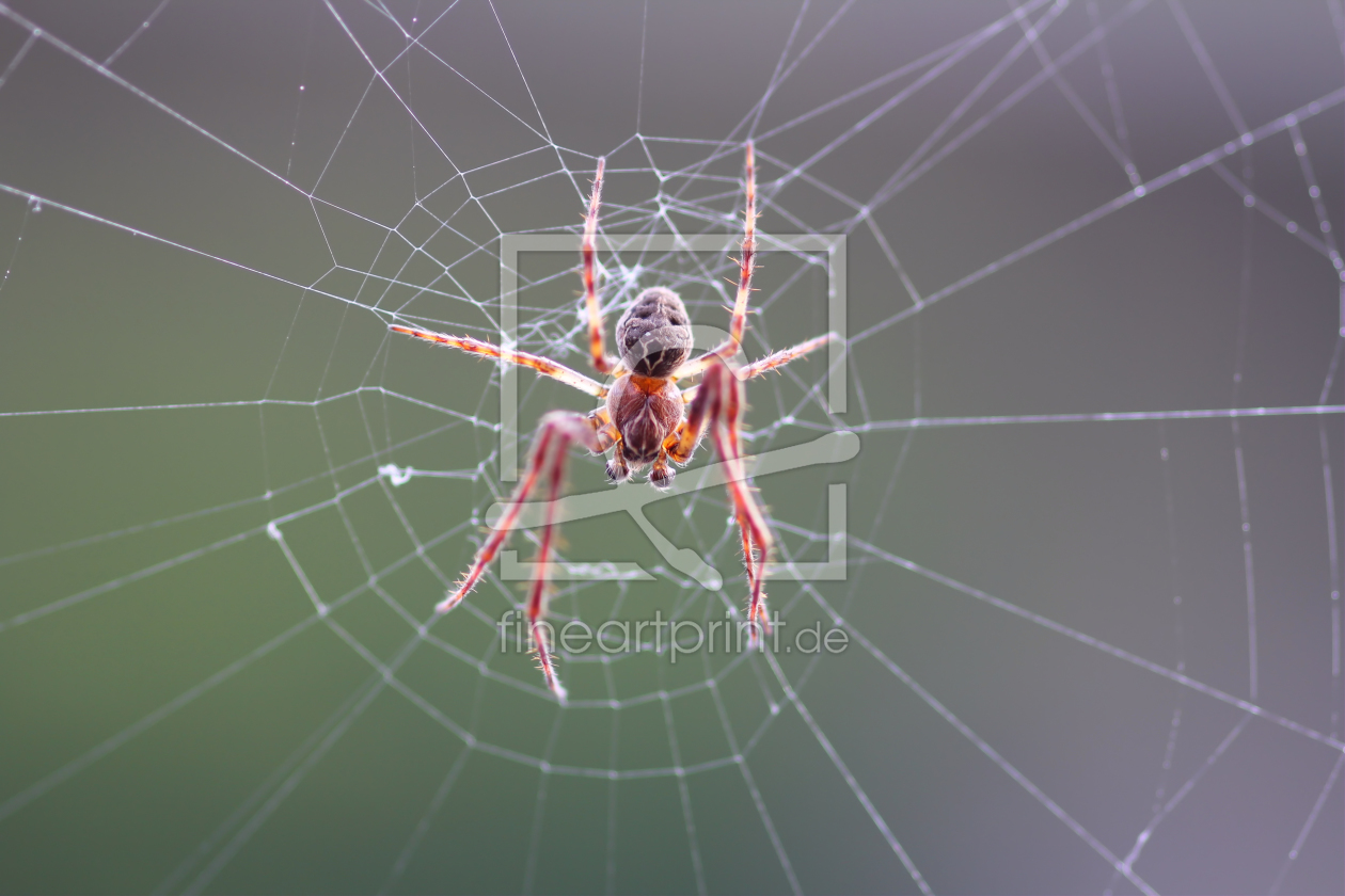 Bild-Nr.: 10223919 Spinne am Morgen ... erstellt von falconer59