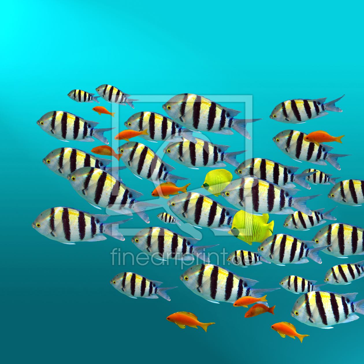 Bild-Nr.: 10224111 Fishes erstellt von Tina Melz