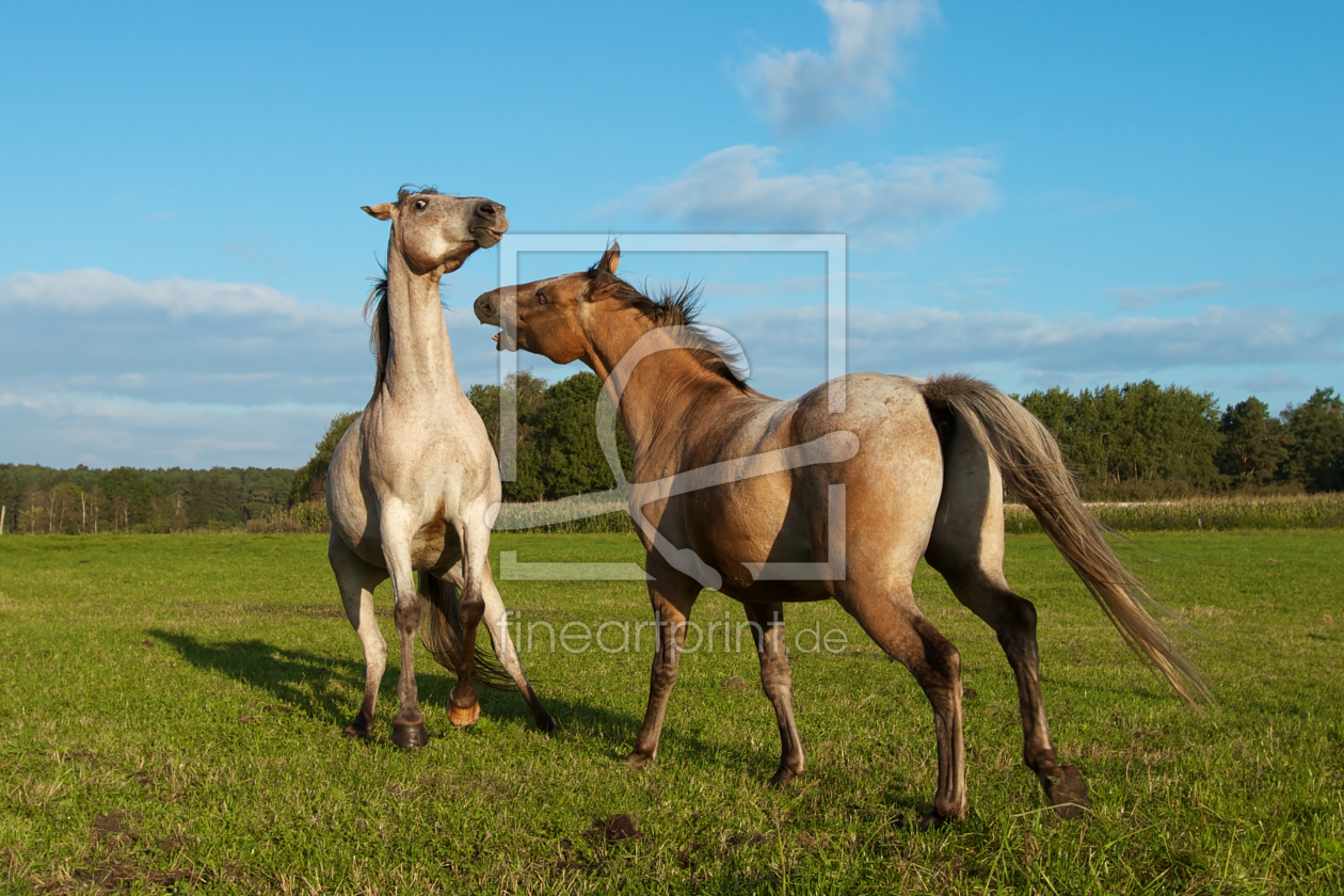 Bild-Nr.: 10224167  Wildpferde erstellt von Jens Kalanke