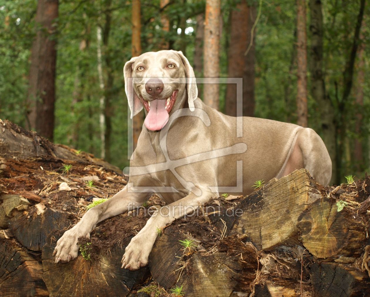 Bild-Nr.: 10225643 Weimaraner im Wald erstellt von Weimaranerandy