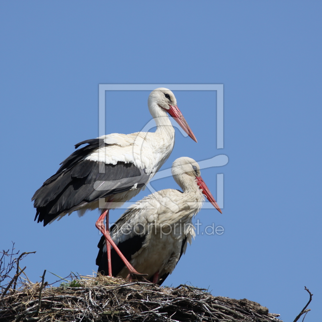 Bild-Nr.: 10226597 Storchenpaar erstellt von FotoDeHRO