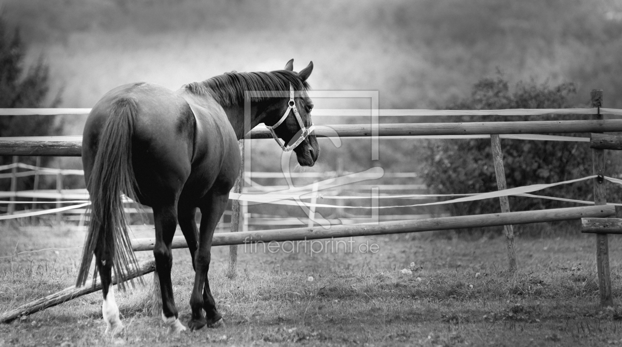 Bild-Nr.: 10226947 Pferd erstellt von KT-ART