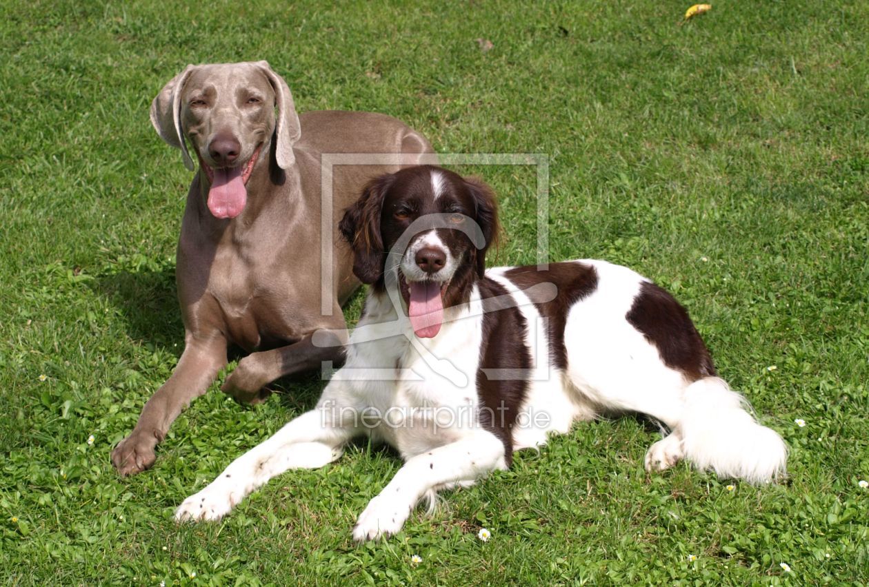 Bild-Nr.: 10227009 Sonnenbad für müde \\\\\\\\\\\\ erstellt von Weimaranerandy