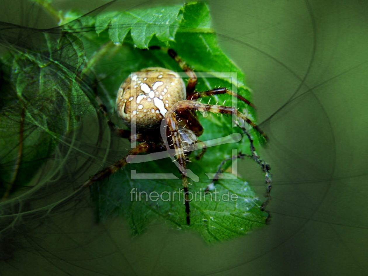 Bild-Nr.: 10227047 Spinne erstellt von Heike  Hultsch