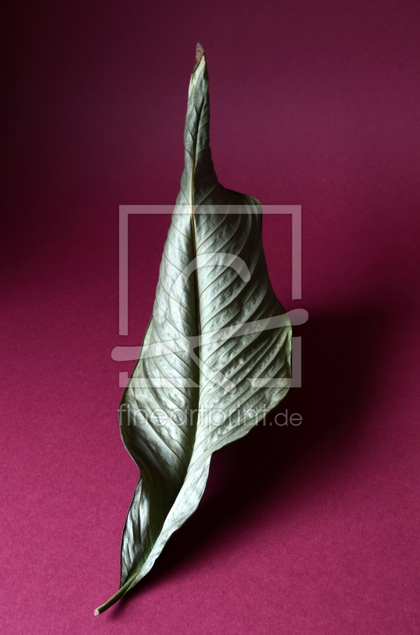 Bild-Nr.: 10228071 spathiphyllum erstellt von Rolf Eschbach