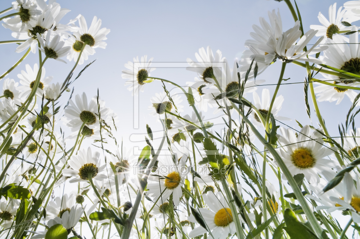 Bild-Nr.: 10229931 Gegenlichtblumenwiese erstellt von danielschoenen