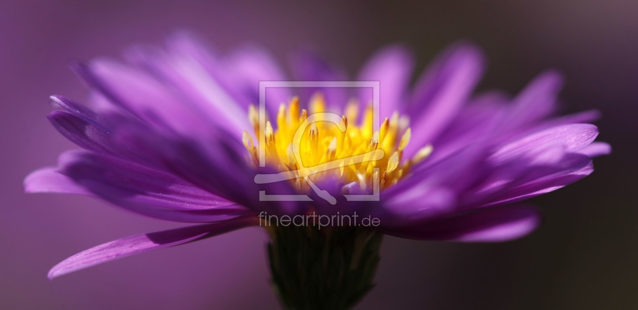 Bild-Nr.: 10230045 Lady of the Night erstellt von Renate Knapp
