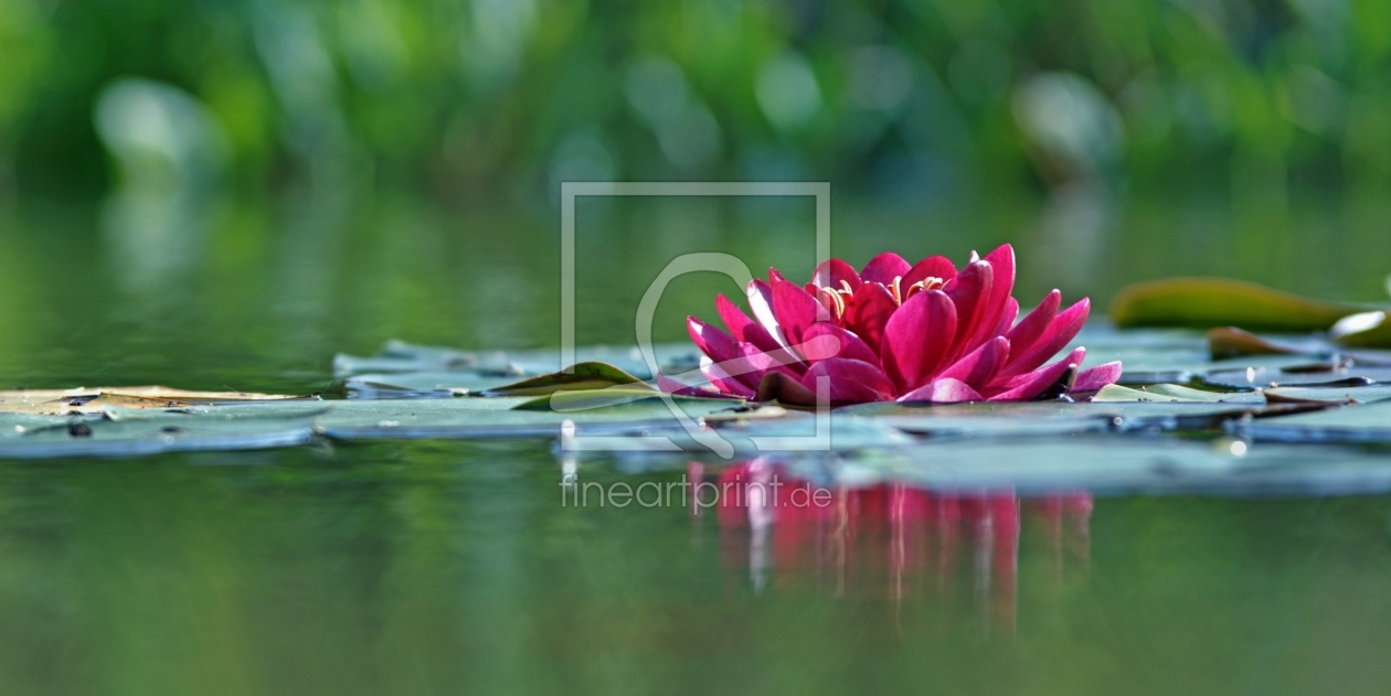 Bild-Nr.: 10231029 Seerose erstellt von wompus