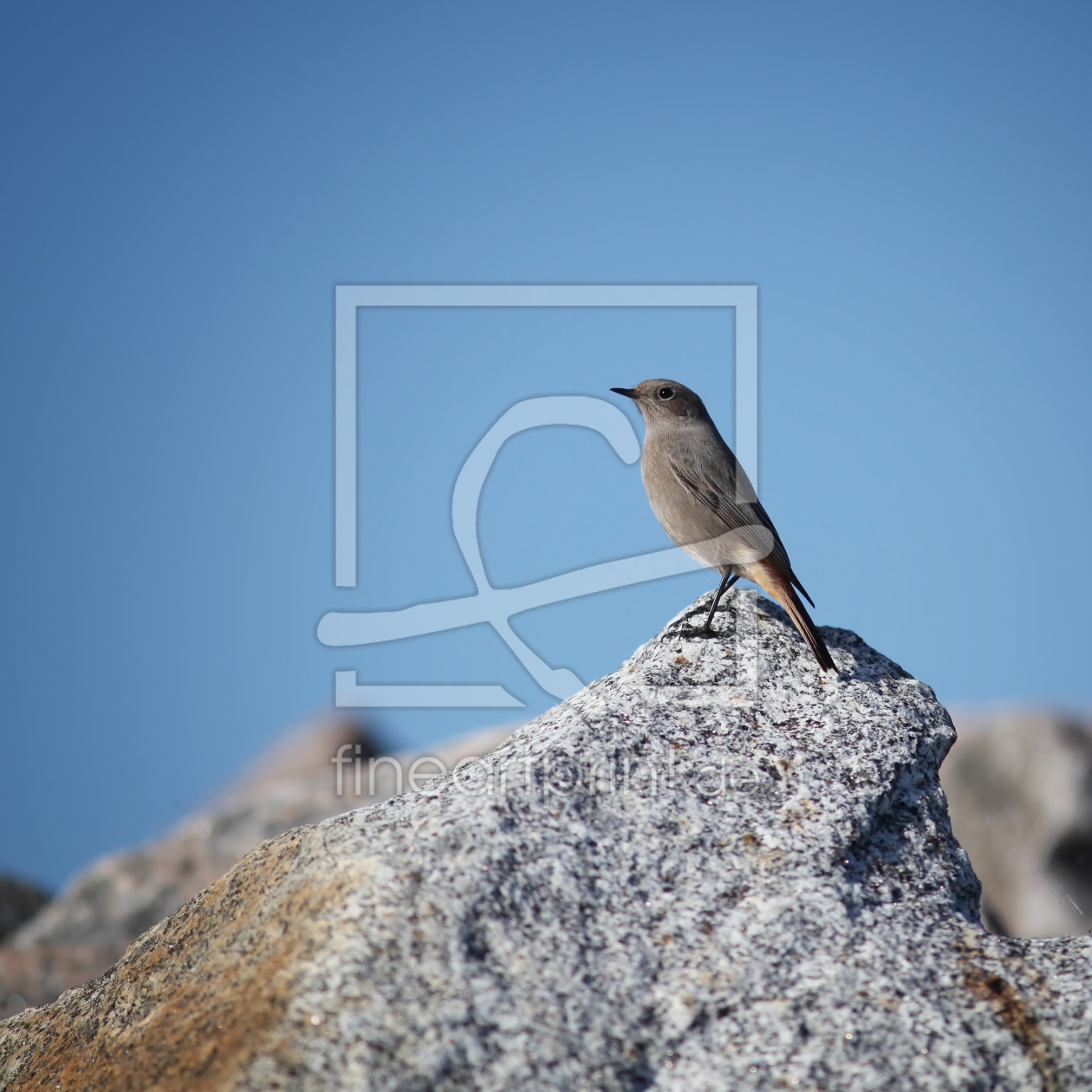 Bild-Nr.: 10232077 Pieps erstellt von FotoDeHRO