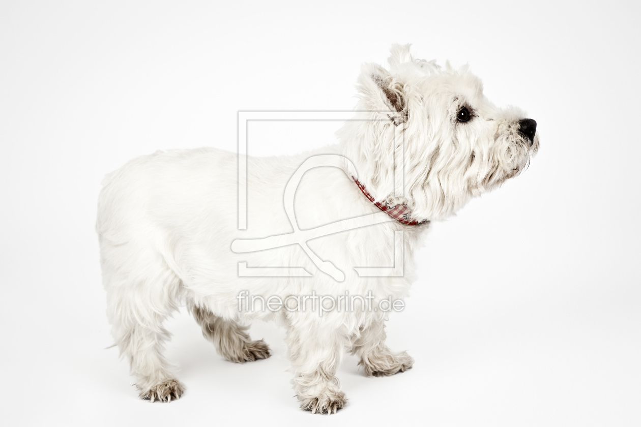 Bild-Nr.: 10232731 West Highland White Terrier erstellt von Markus Gann