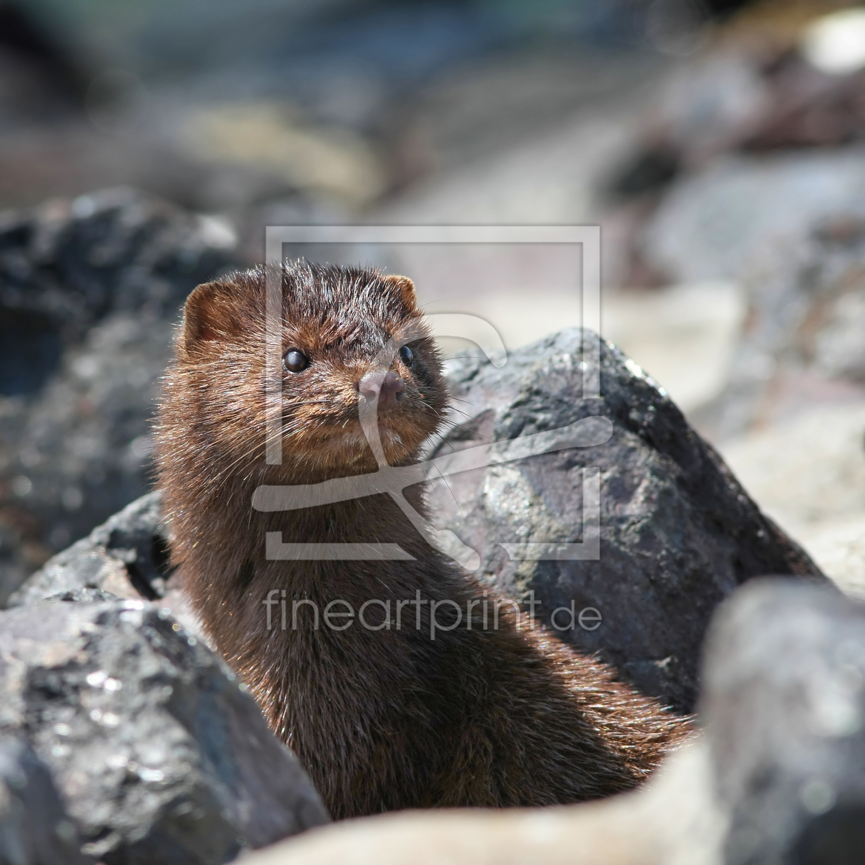 Bild-Nr.: 10233357 Mink erstellt von FotoDeHRO