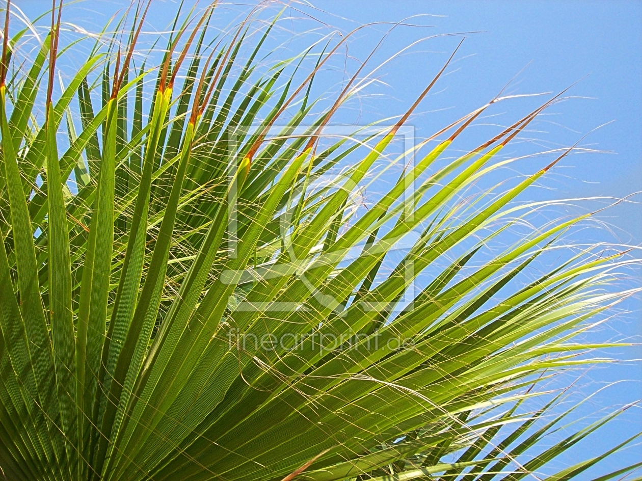 Bild-Nr.: 10234003 Palme filigran erstellt von Marion227