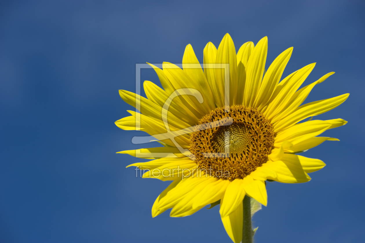 Bild-Nr.: 10235039 Sonnenblume erstellt von danielschoenen