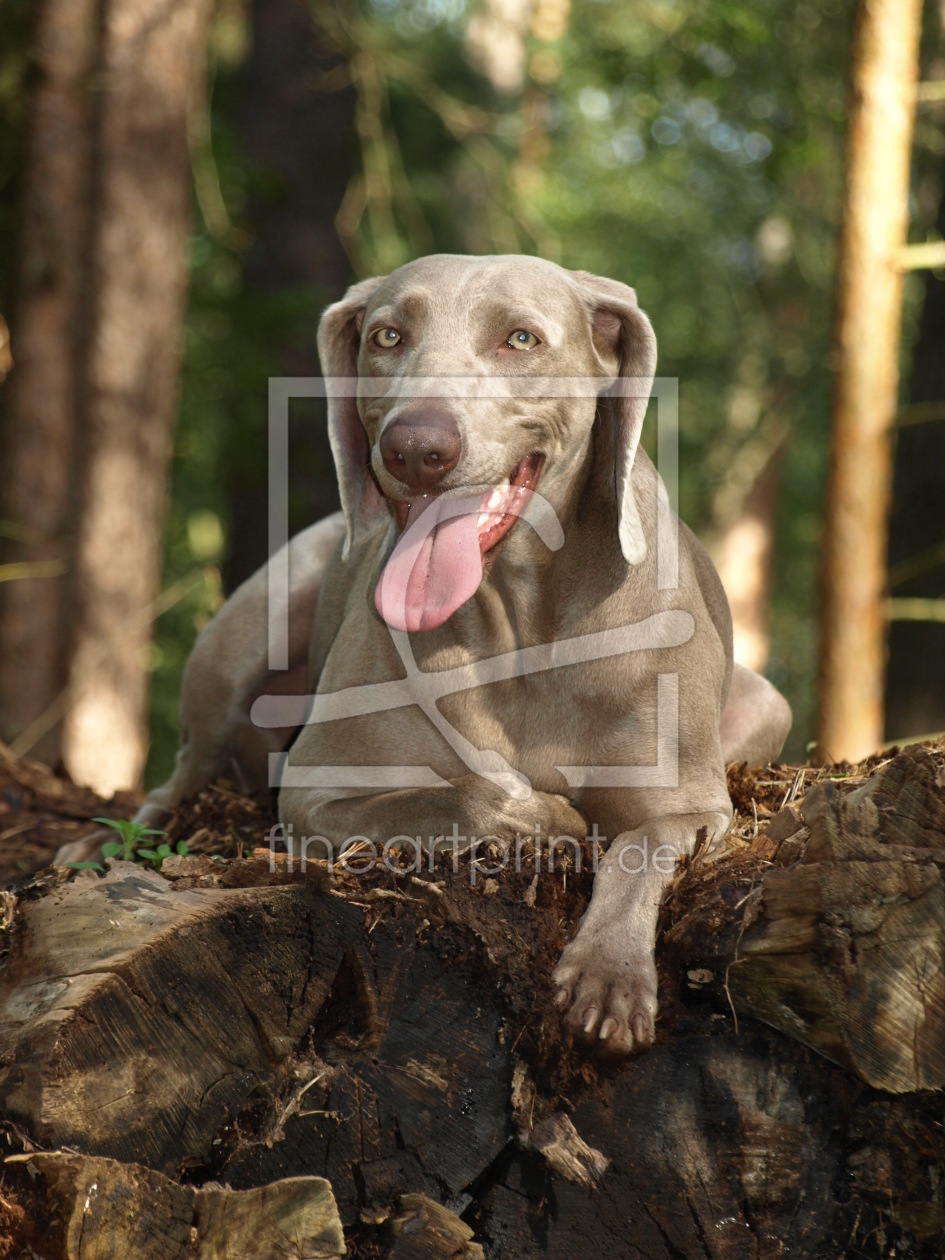 Bild-Nr.: 10236167 Jagdpause ... erstellt von Weimaranerandy