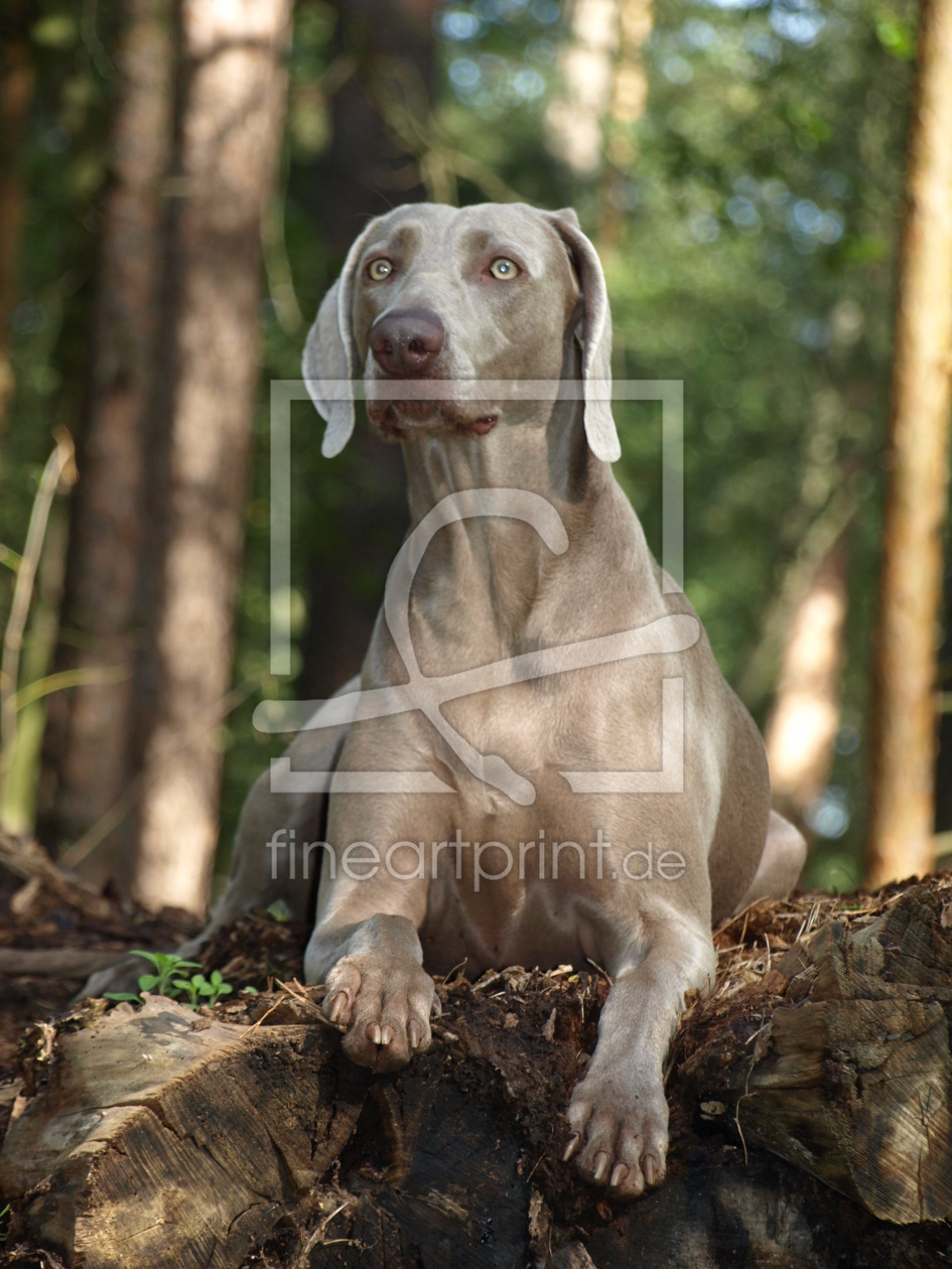 Bild-Nr.: 10236193 Aufpassen ! erstellt von Weimaranerandy