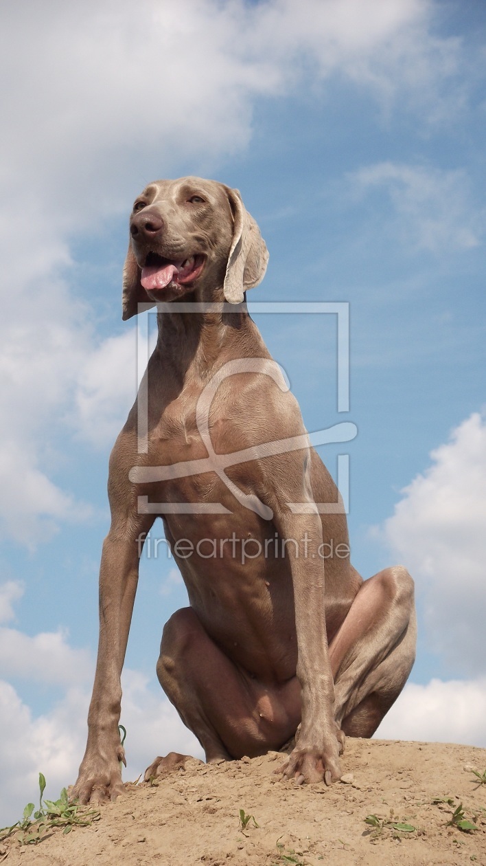 Bild-Nr.: 10236199 Immer den Überblick behalten erstellt von Weimaranerandy