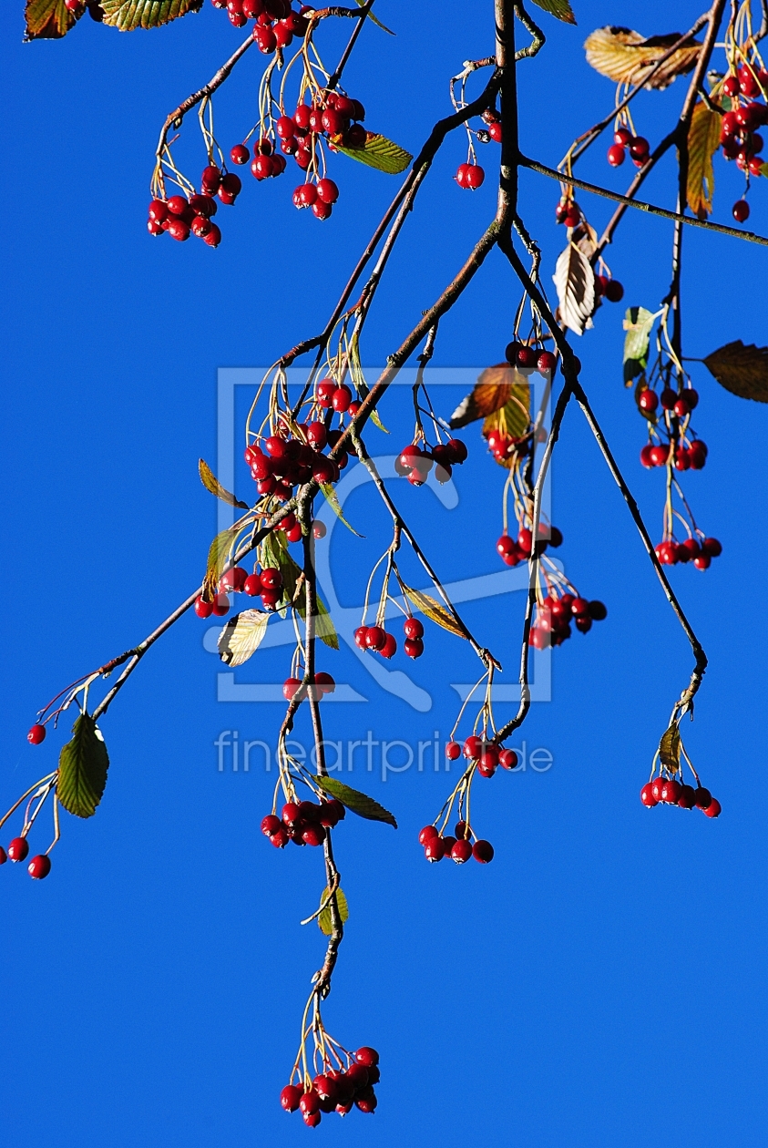 Bild-Nr.: 10243727 Rote Beeren erstellt von lika