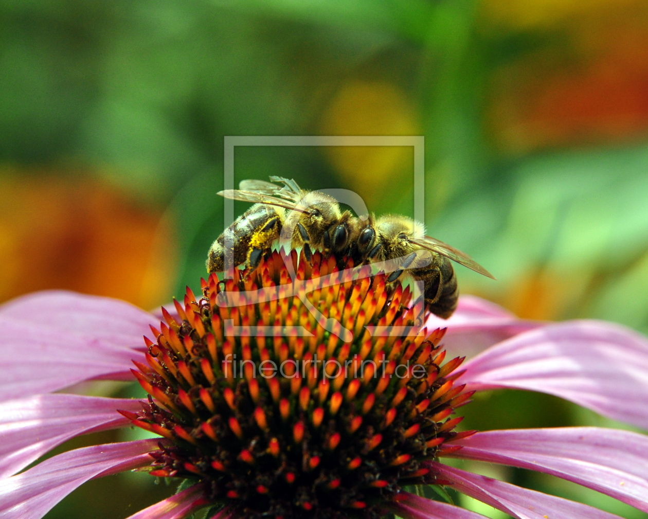 Bild-Nr.: 10243833 Kopf an Kopf erstellt von marestellaris