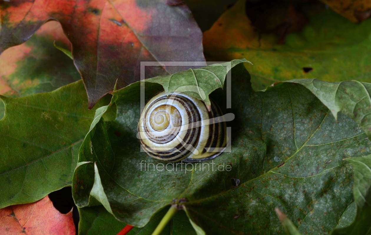 Bild-Nr.: 10246247 Herbstfärbung erstellt von Rolf Eschbach