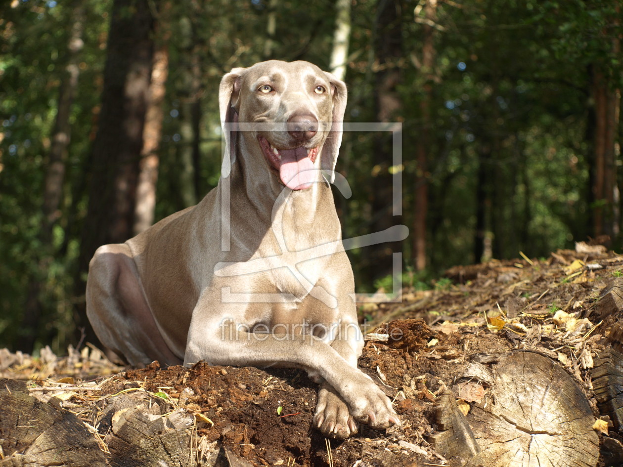 Bild-Nr.: 10247643 Chillen im Wald erstellt von Weimaranerandy