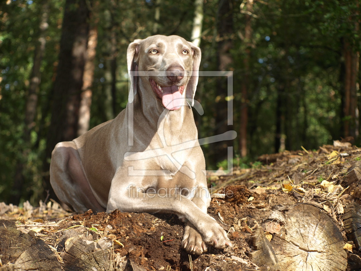 Bild-Nr.: 10247643 Chillen im Wald erstellt von Weimaranerandy