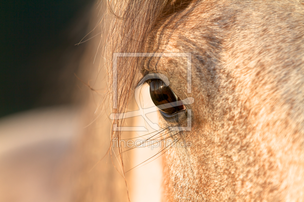 Bild-Nr.: 10248595 Pferd erstellt von Jens Kalanke