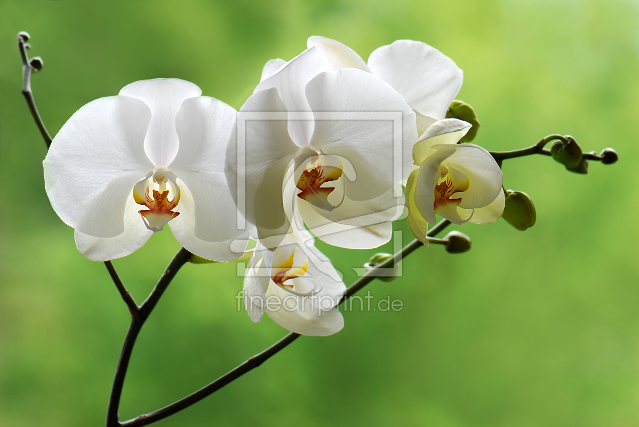 Bild-Nr.: 10248843 Orchidee erstellt von Atteloi