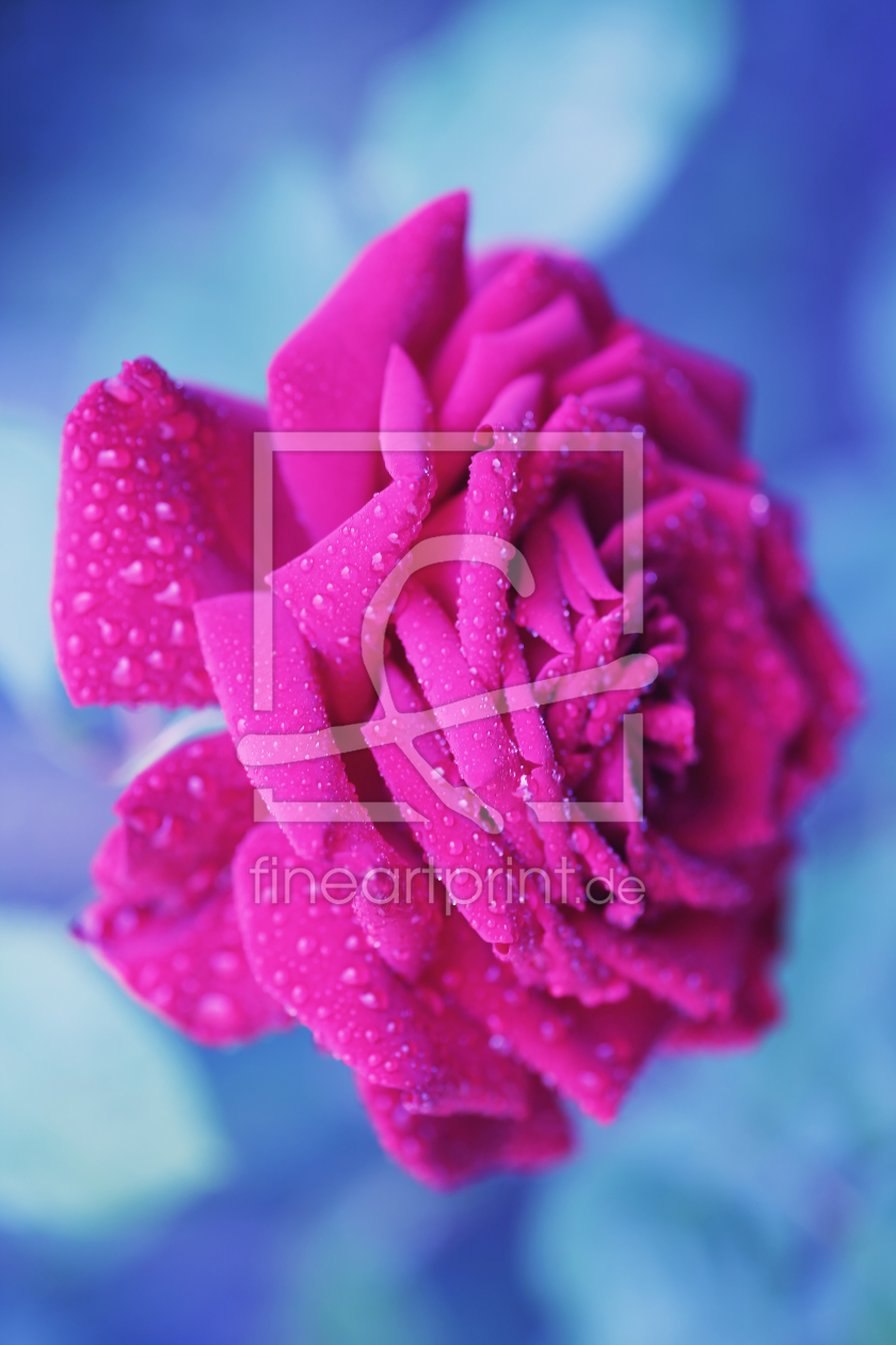 Bild-Nr.: 10249895 The Rose erstellt von FotoDeHRO