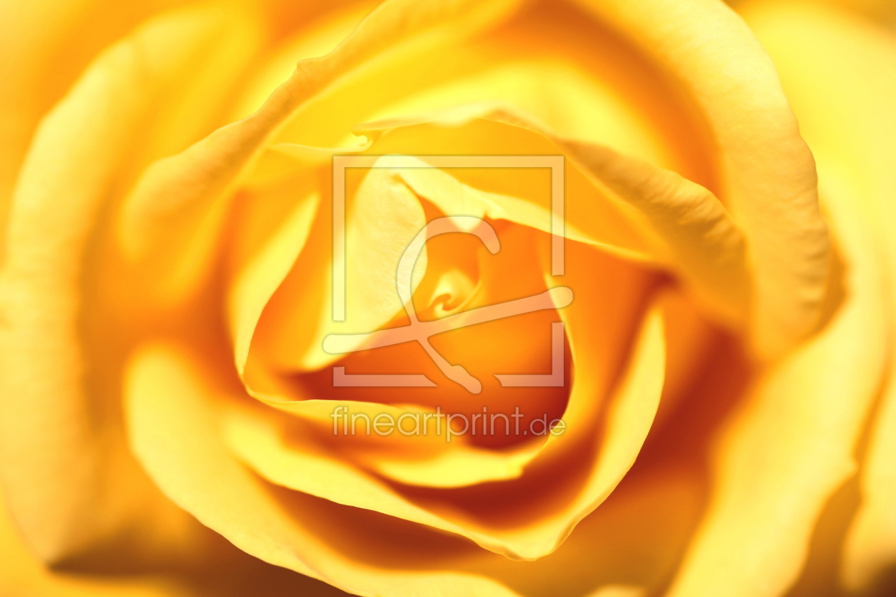 Bild-Nr.: 10249925 Yellow Rose erstellt von FotoDeHRO