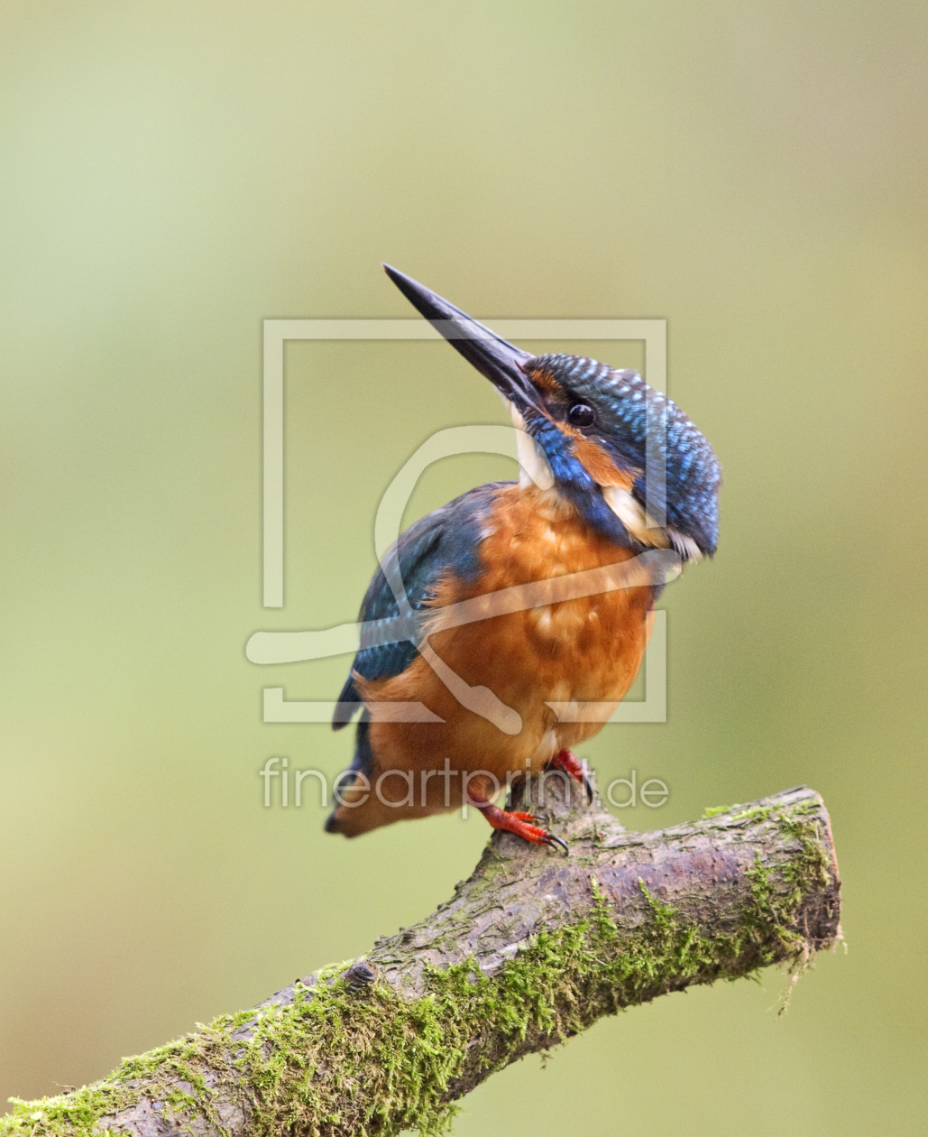 Bild-Nr.: 10250985 Eisvogel II (ALCEDO ATTHIS)...... erstellt von karl-j. gramann