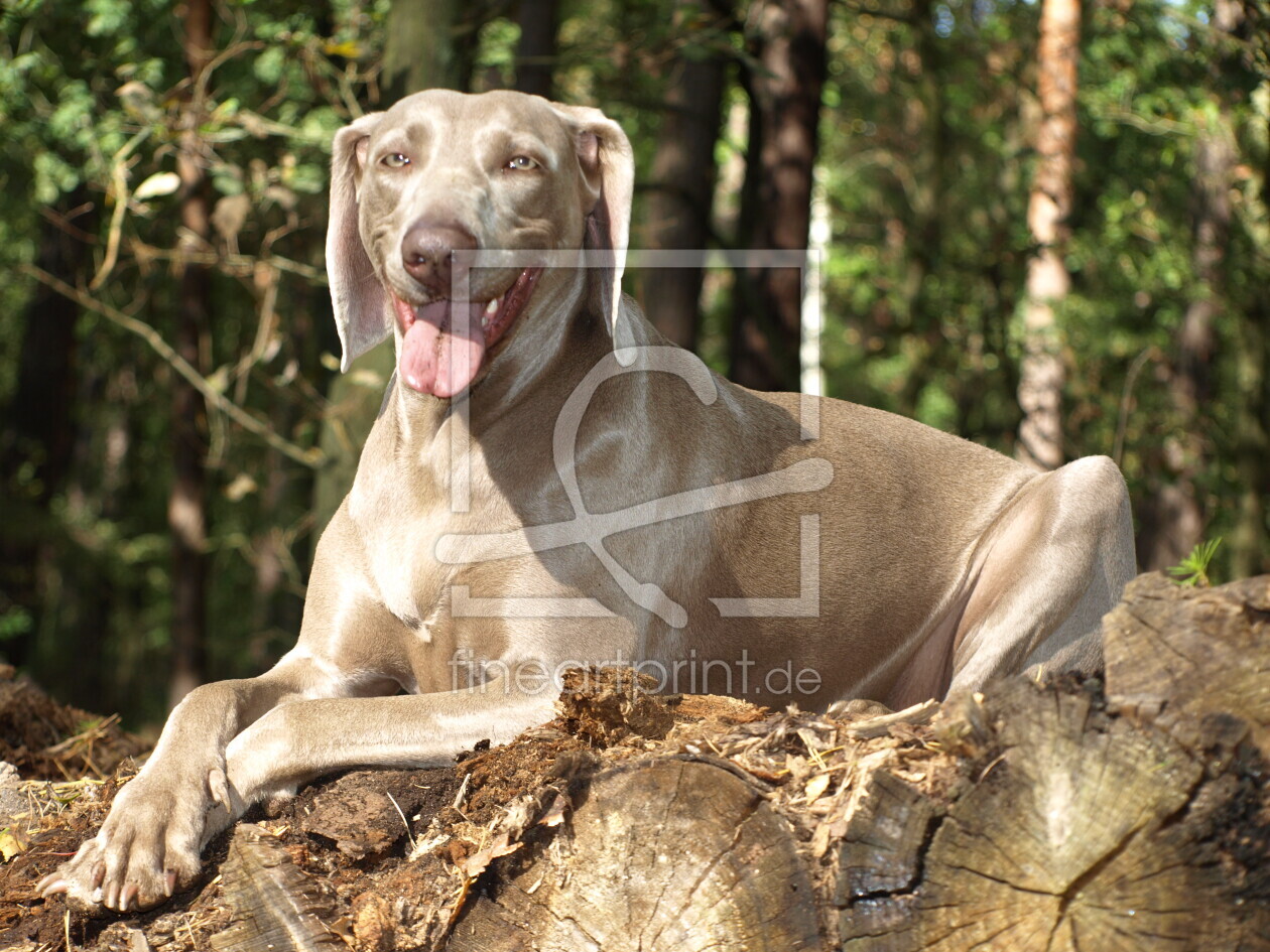 Bild-Nr.: 10252105 Verschnaufpause im Wald erstellt von Weimaranerandy