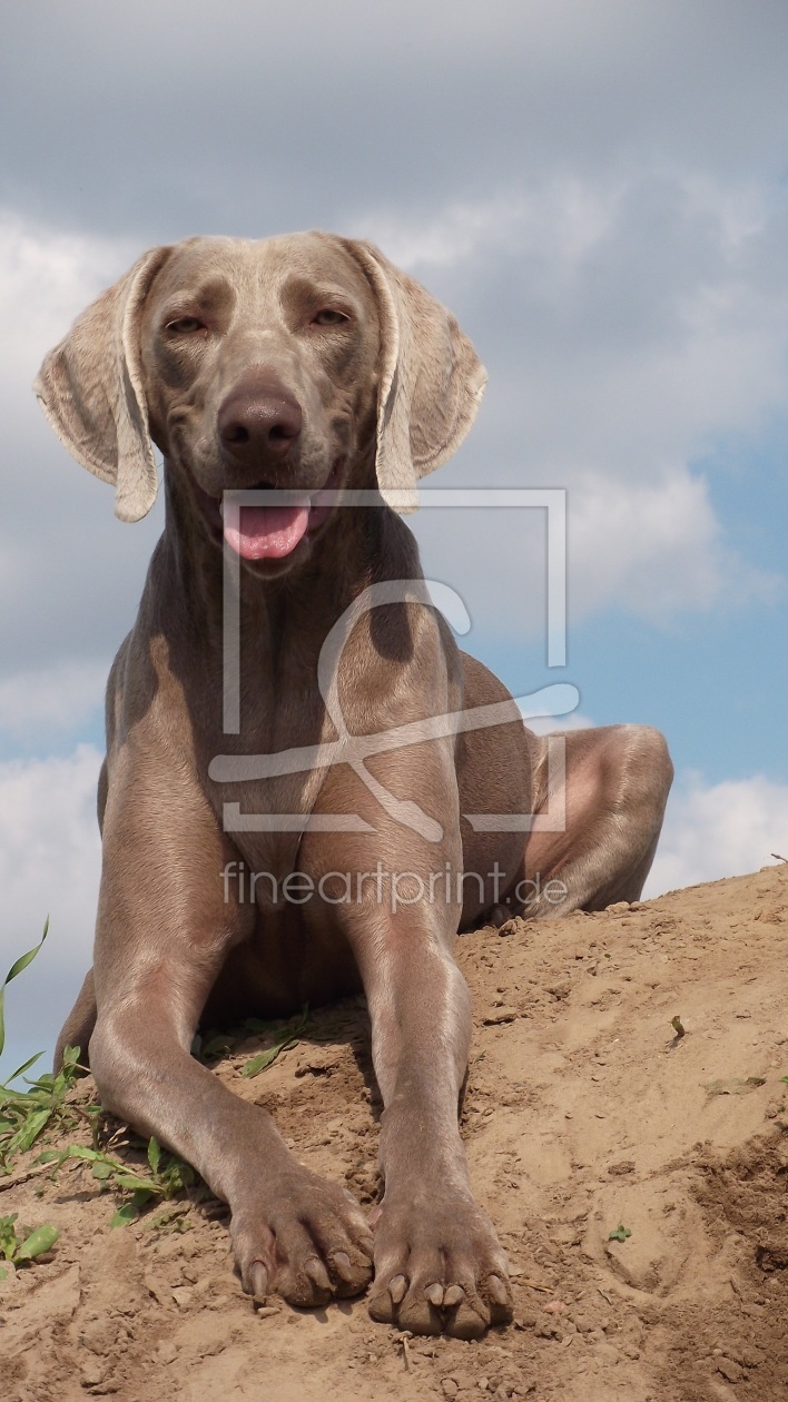 Bild-Nr.: 10253391 Perfekter Untergrund zur Tarnung erstellt von Weimaranerandy