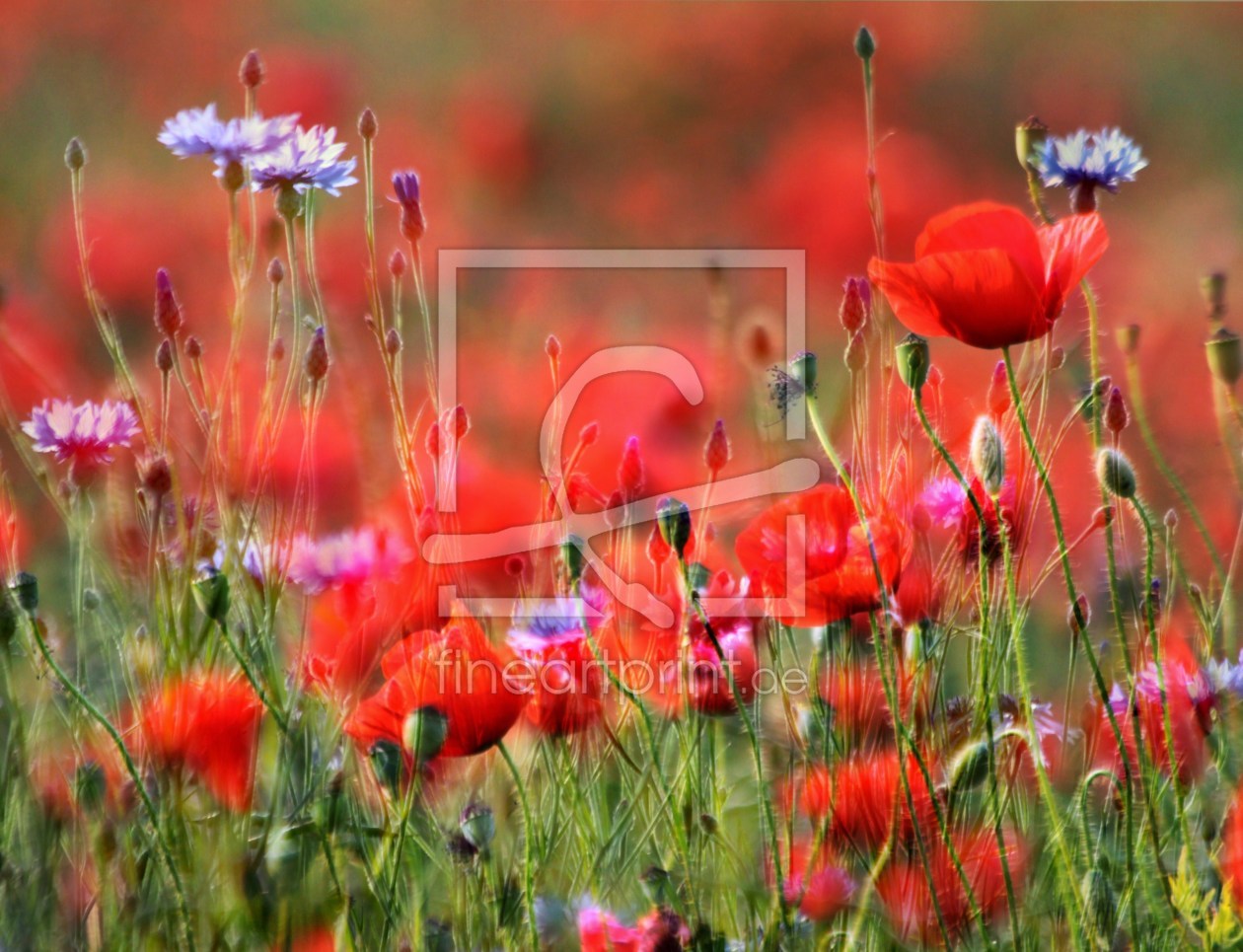 Bild-Nr.: 10253883 Feldromantik erstellt von Renate Knapp