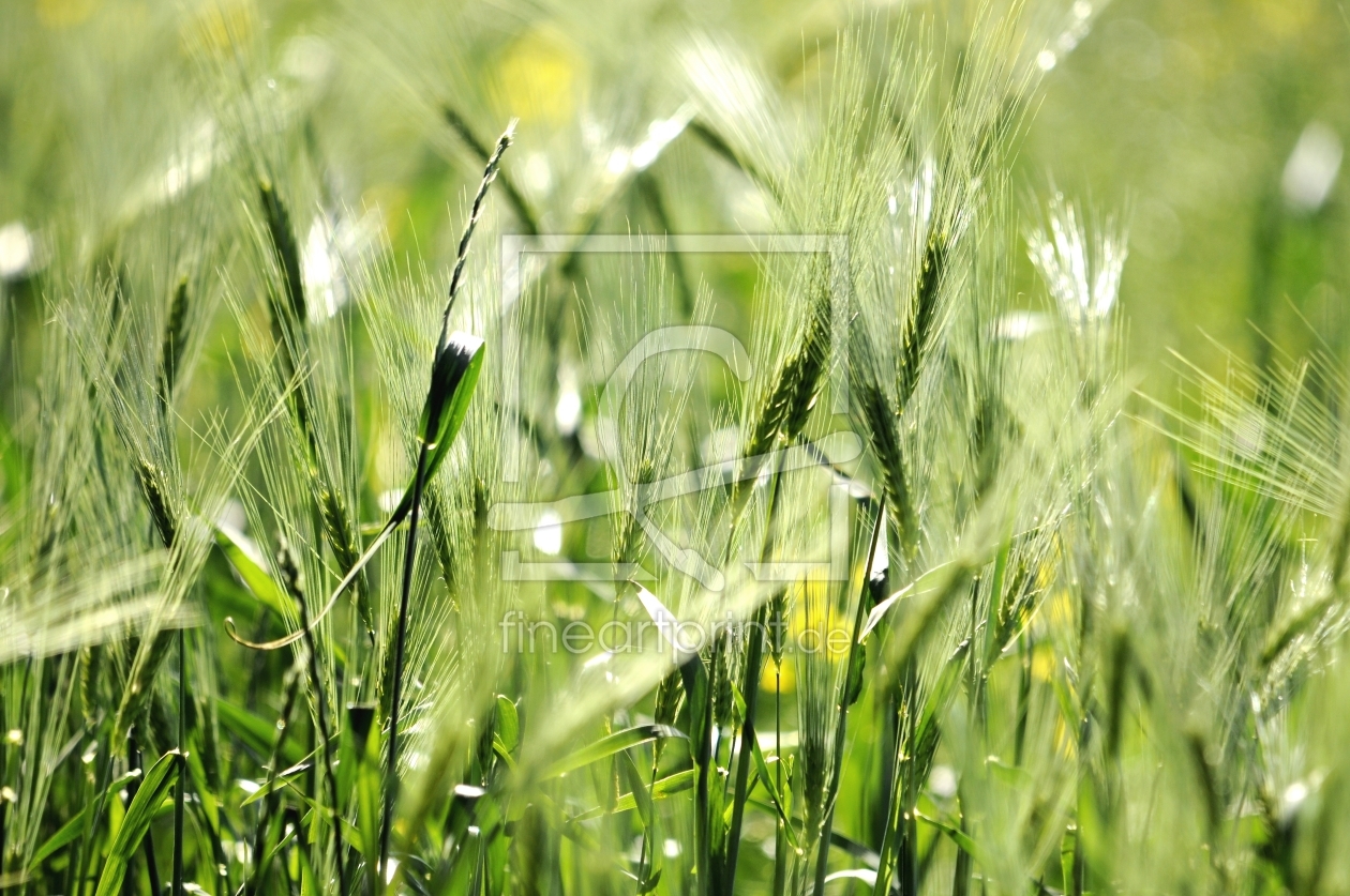 Bild-Nr.: 10253889 Still wiegt das Korn im Wind erstellt von Ostfriese