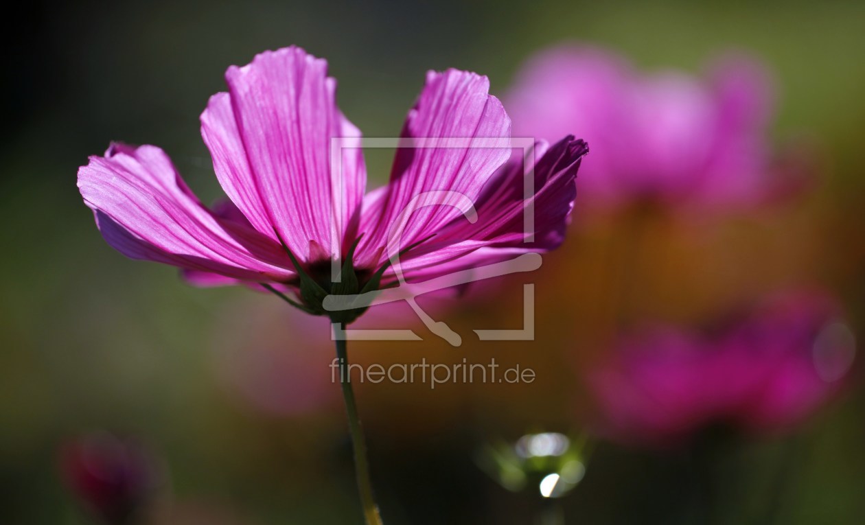 Bild-Nr.: 10256979 Cosmea im Abendlicht erstellt von Renate Knapp