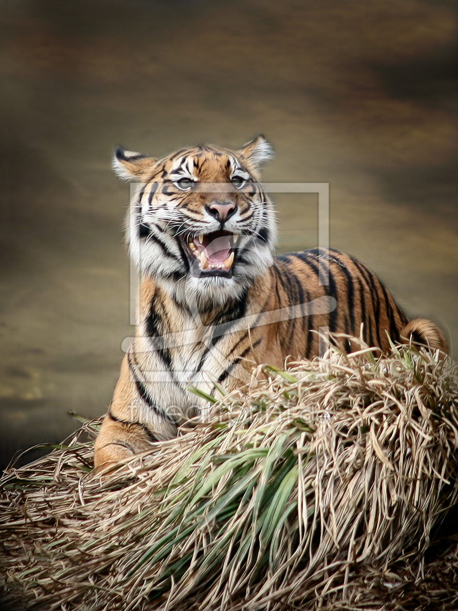 Bild-Nr.: 10258817 Tiger erstellt von schiwa-rose