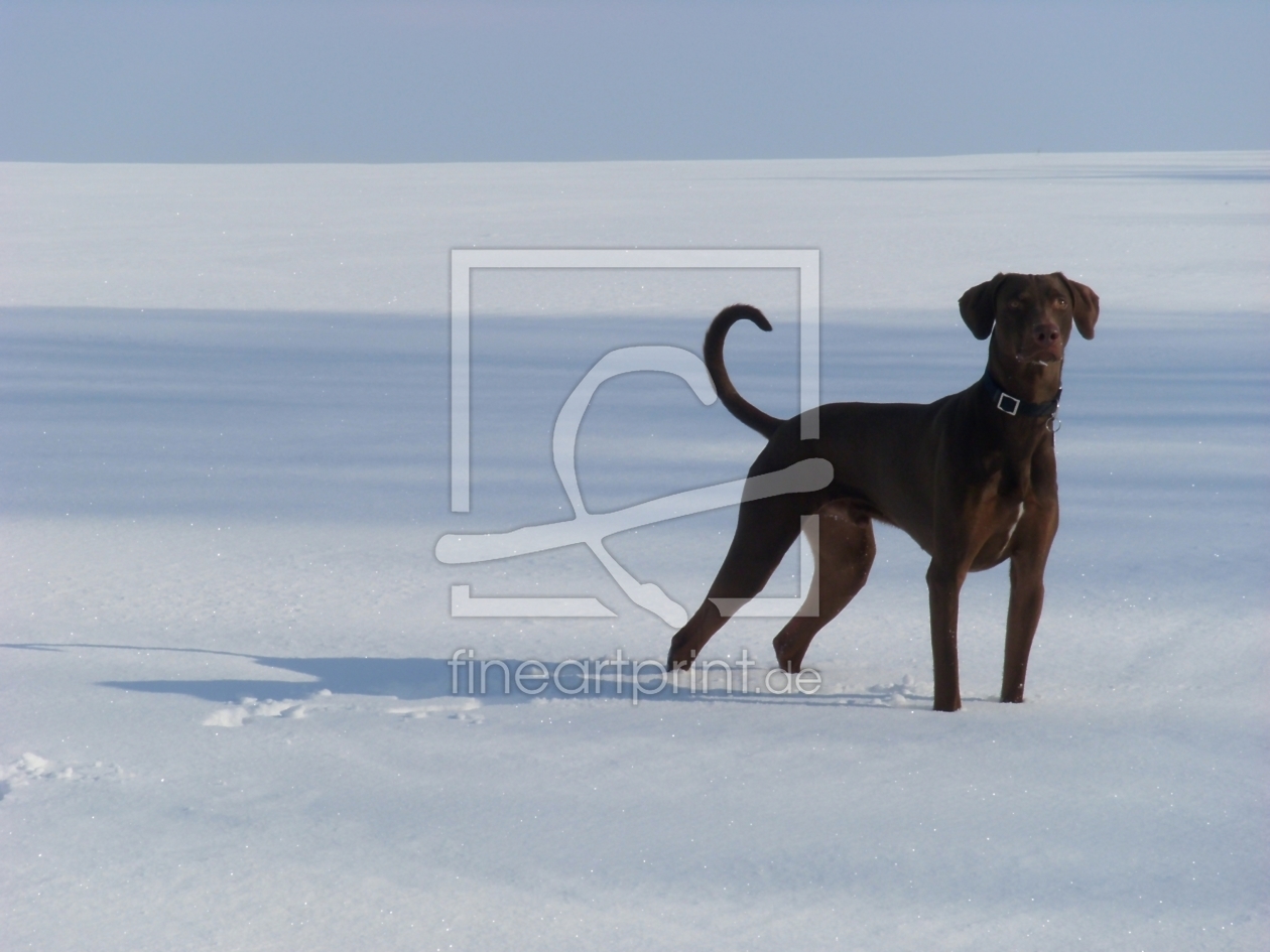 Bild-Nr.: 10260427 Hund im Schnee II erstellt von Heike  Hultsch