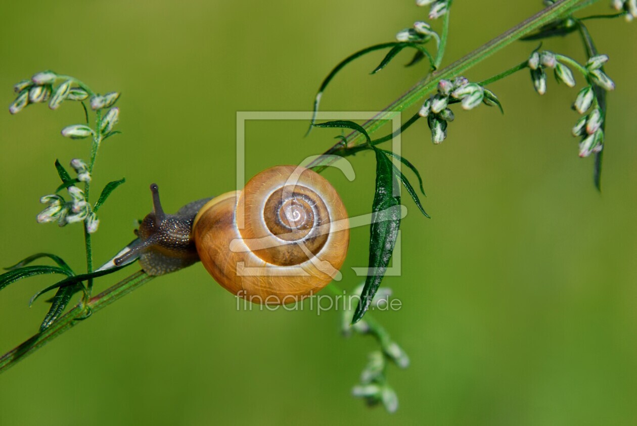 Bild-Nr.: 10260455 Schnecke  erstellt von Atteloi